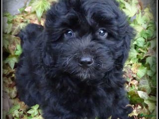 Kruising honden Boompoo F1b pups Boomer x Poedel - Advertentie 3