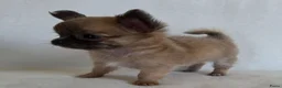 Chihuahua honden te koop: Chihuahua pup (klein reutje) - Advertentie 4