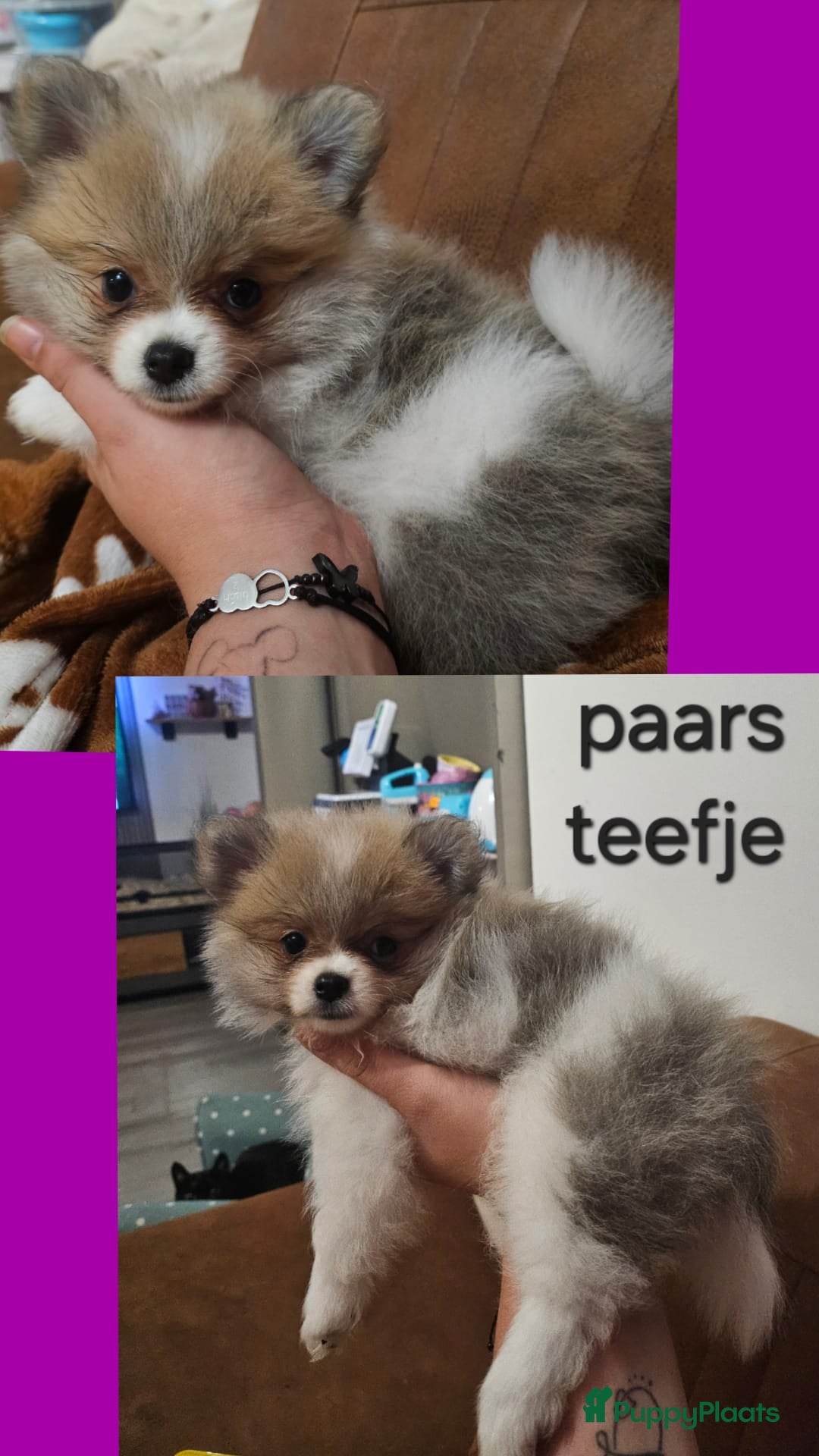 Kruising honden Lieve pomeriaan/kleine keeshond pups - Advertentie 1