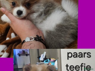 Kruising honden Lieve pomeriaan/kleine keeshond pups - Advertentie 14
