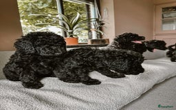 Poedel honden te koop: koningspoedel pups - Afbeelding 6