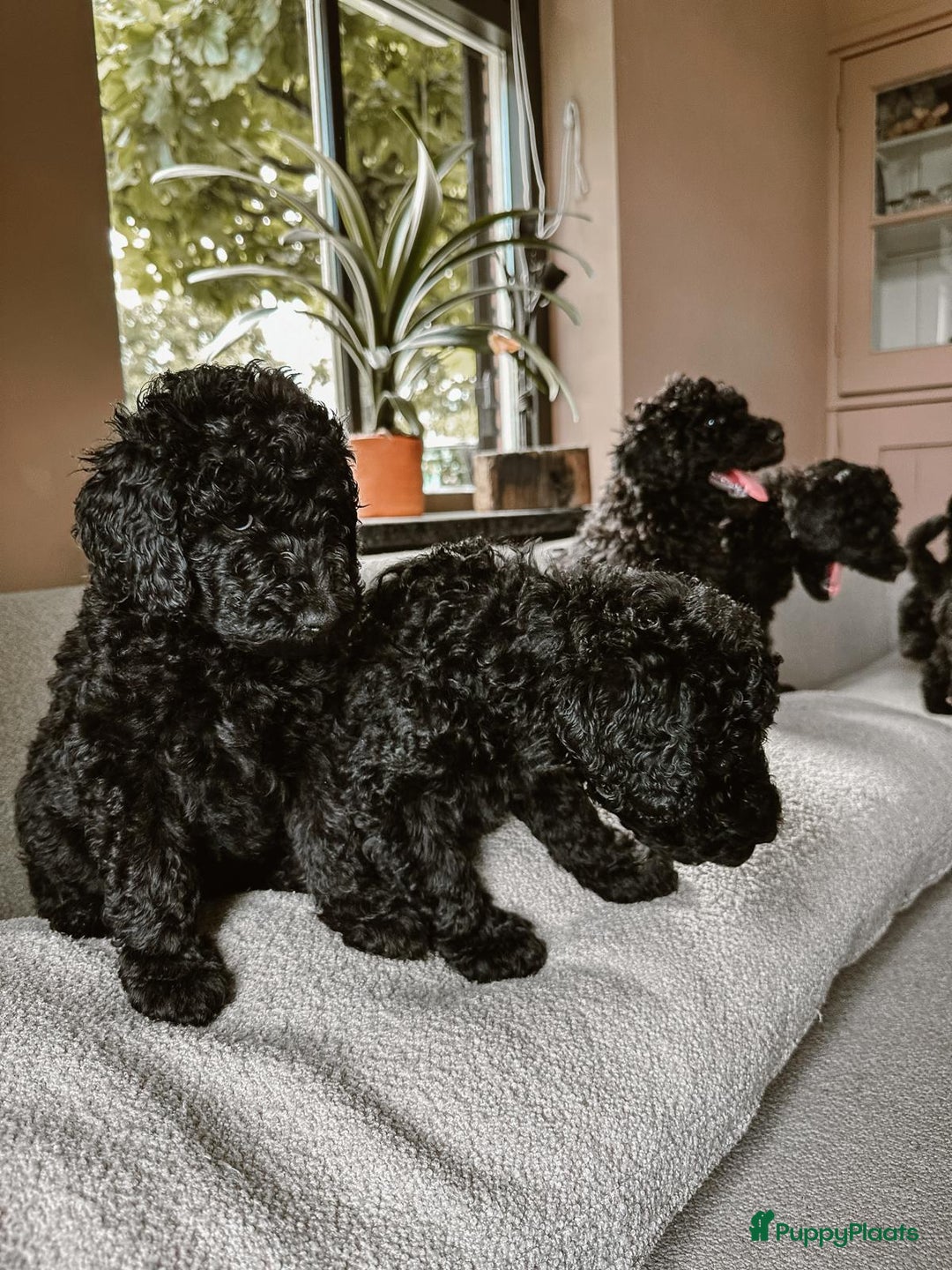 Poedel honden te koop: koningspoedel pups - Afbeelding 6