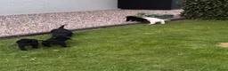 Labrador Retriever honden te koop: Labrador pups - Advertentie 9