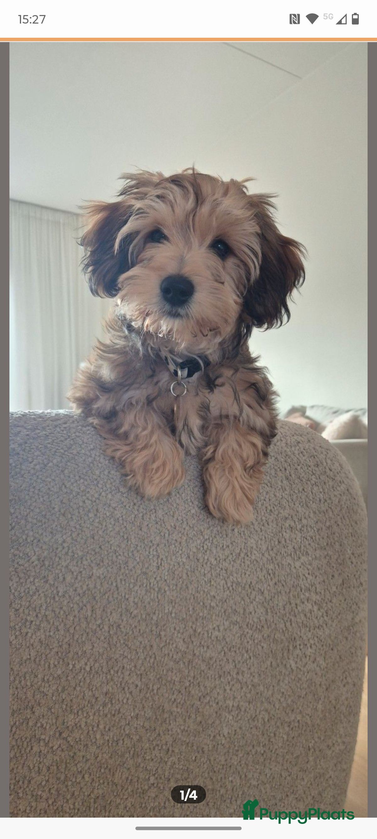 Kruising honden Zeer lieve puppy zoekt goed thuis - Advertentie 5