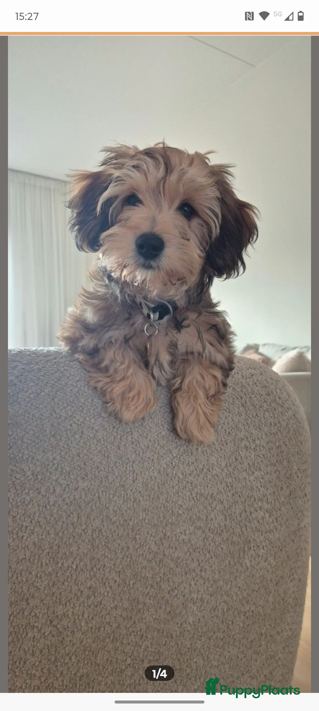 Kruising honden te koop: Zeer lieve puppy zoekt goed thuis - Advertentie 1