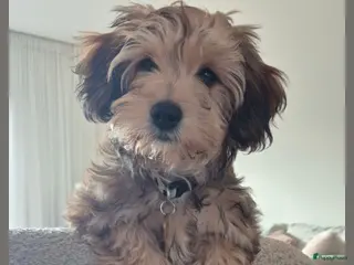 Kruising honden Zeer lieve puppy zoekt goed thuis - Advertentie 5