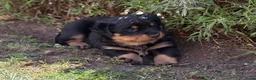 Kruising honden te koop: Berner SennerxRottweiler puppy's in Dalfsen - Advertentie 6