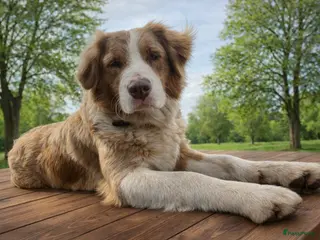 Kruising honden Super lieve aussidoodle pups - Advertentie 1