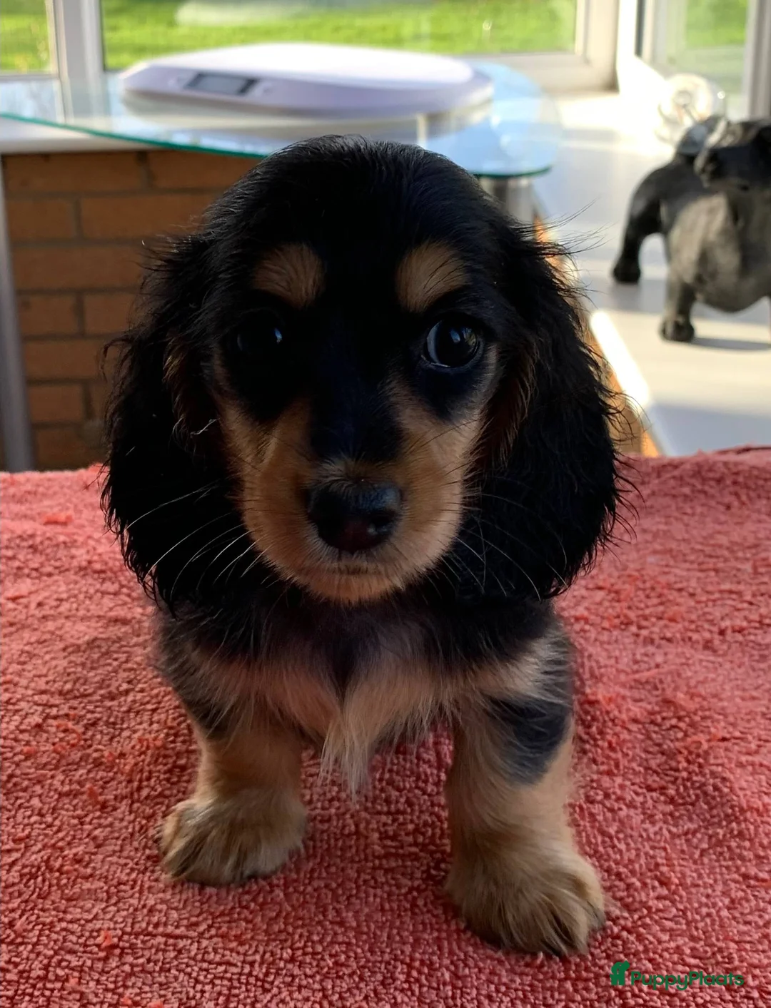 Teckel (korthaar)  honden te koop: Teckel puppy’s  - Advertentie 2