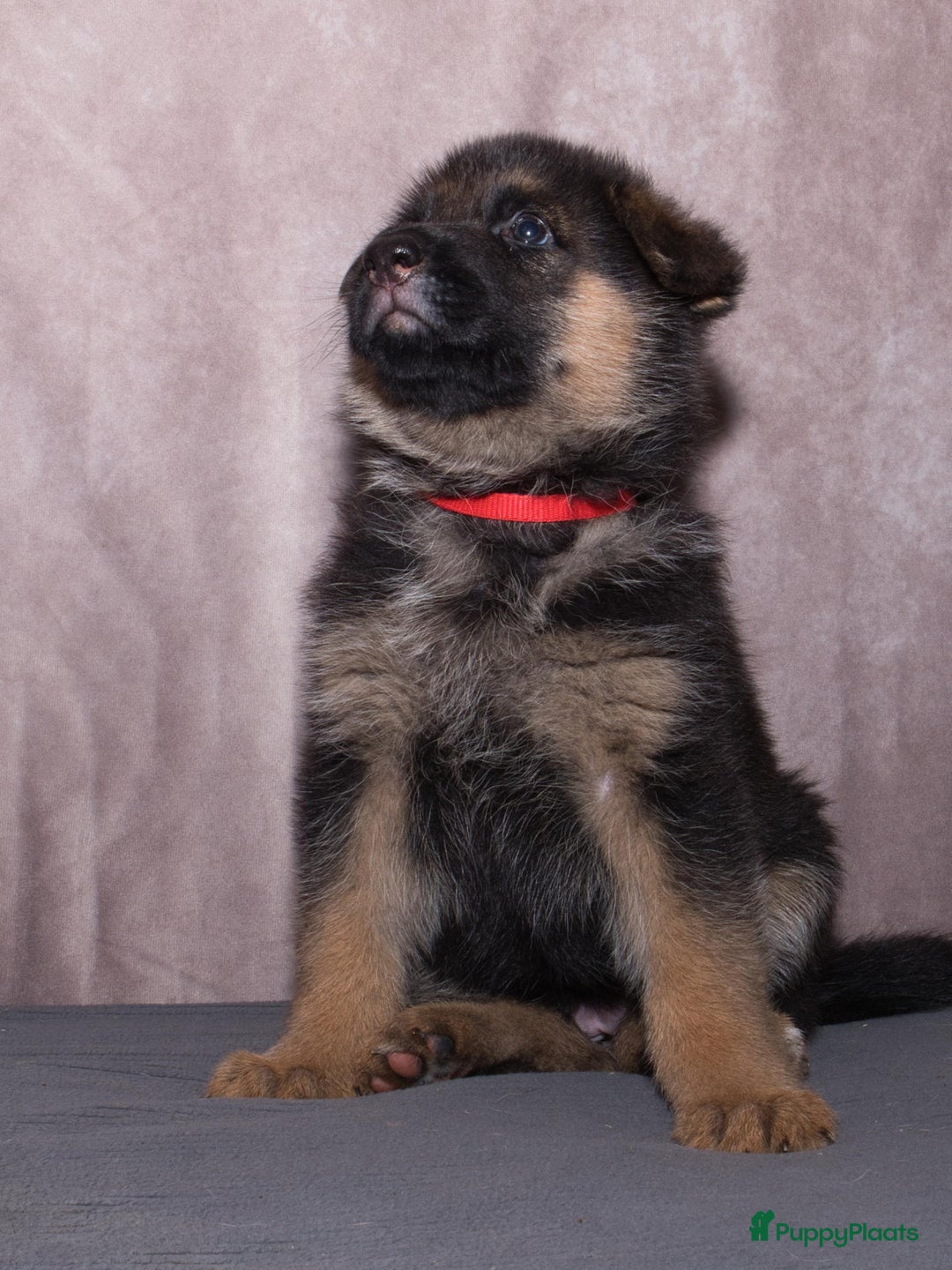 Duitse Herder honden te koop: 🐾 Duitse Herder Pup te Koop  🐾 - Afbeelding 14