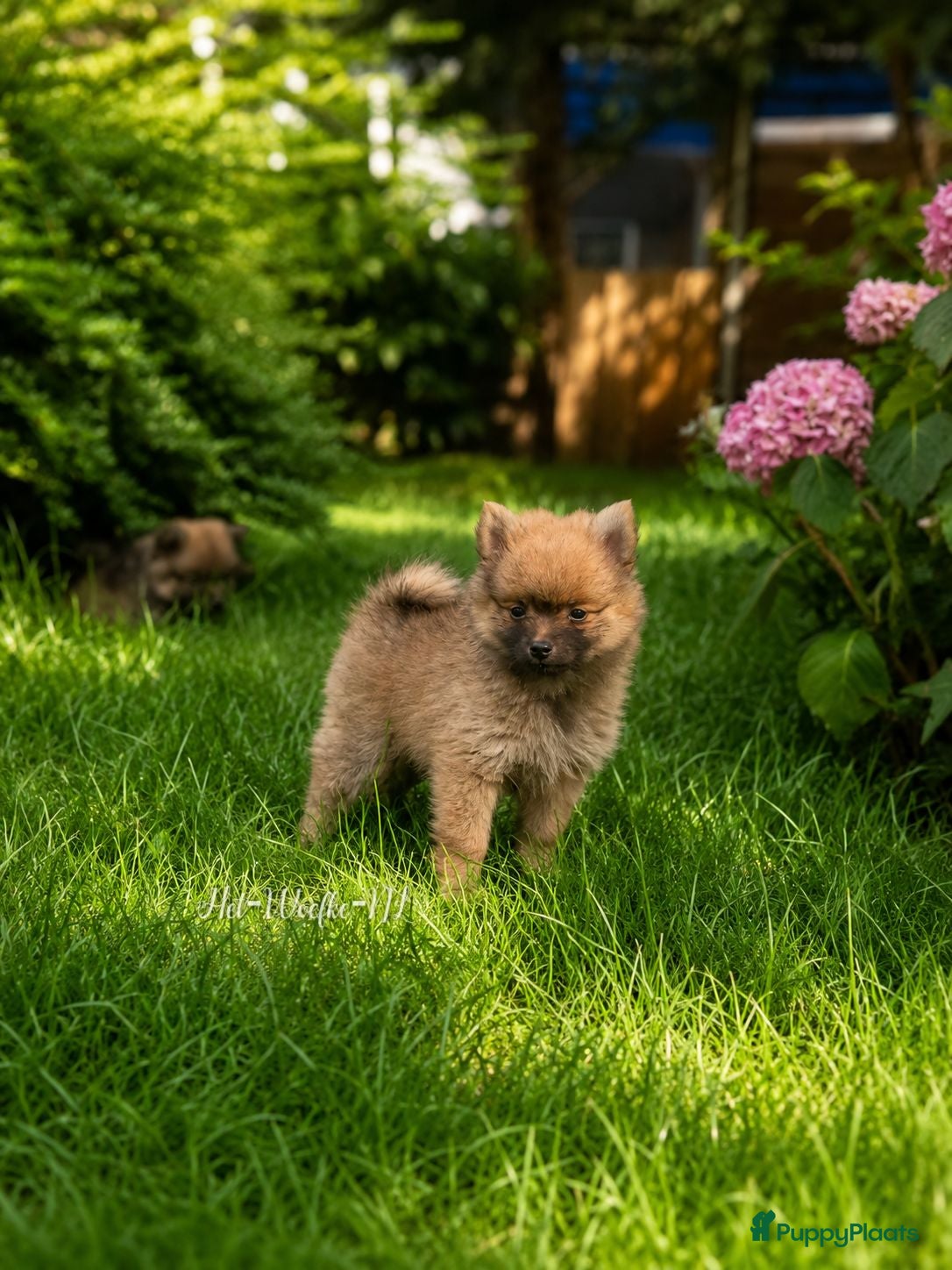 Pomsky honden Mellow 💙 F1b pomsky reu - Advertentie 4