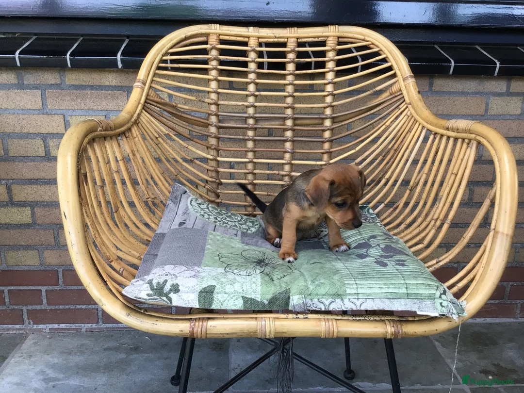 Jack Russel Terriër honden te koop: Mooie lieve Jack Russel puppy’s  - Advertentie 2