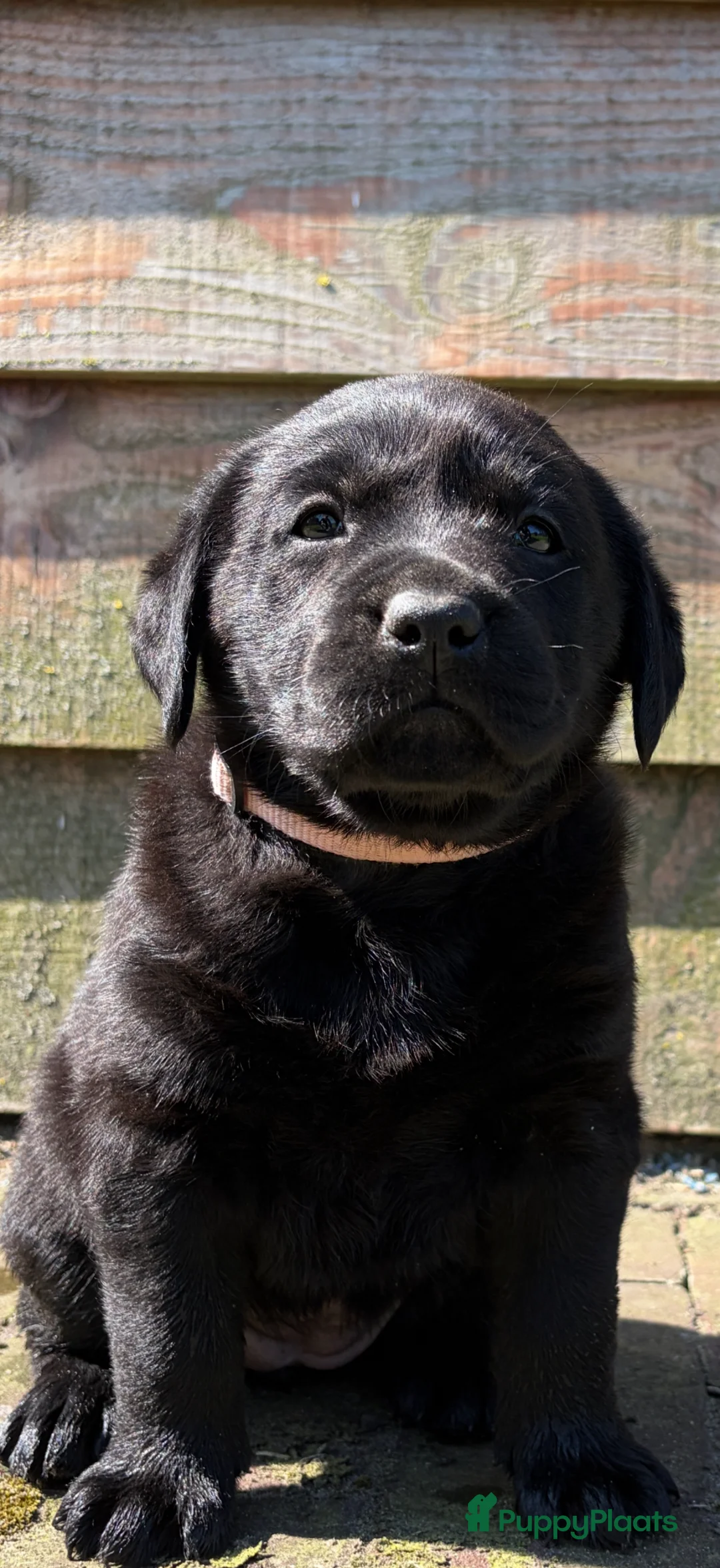 Labrador Retriever honden te koop: 6 lieve labrador pups te koop  - Advertentie 2
