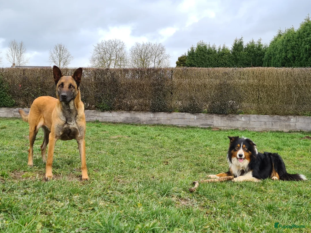 Kruising honden te koop: Prachtige Mechelse Herder x Border Collie pups F1 - Advertentie 1