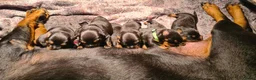 Rottweiler honden te koop: Rottweiler puppies *momenteel allen gereserveerd  - Advertentie 17