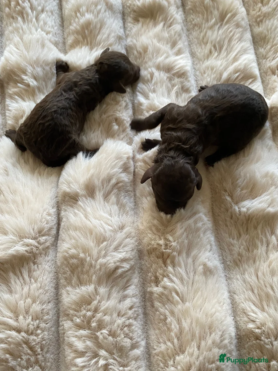 Poedel Toy honden te koop: Toy poedel pups  - Advertentie 2