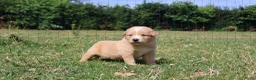 Labrador Retriever honden te koop: Wij hebben hele knappe labrador pups te koop - Advertentie 12
