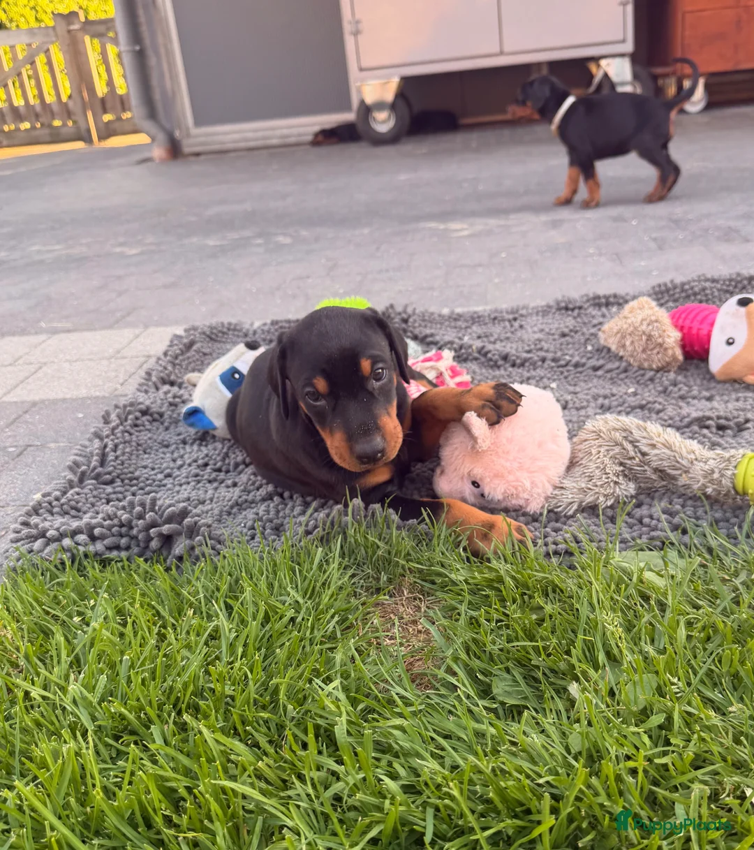 Dobermann honden te koop: Prachtig nestje Dobermann pups - Advertentie 2