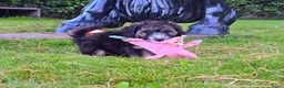 Maltipoo honden te koop: 🥰 2 Prachtige Maltipoo pups! Unieke kleuren 🐶 - Advertentie 6