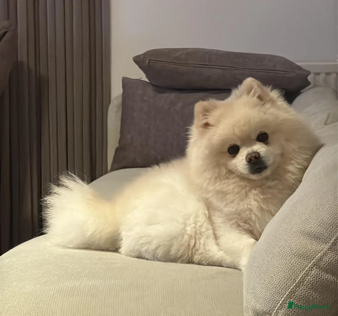 Pomeriaan honden te koop: Rond ca 20 april pomeriaan pups verwacht - Advertentie 2