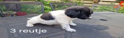 Friese Stabij honden te koop: Sasha en haar puppy's - Advertentie 12