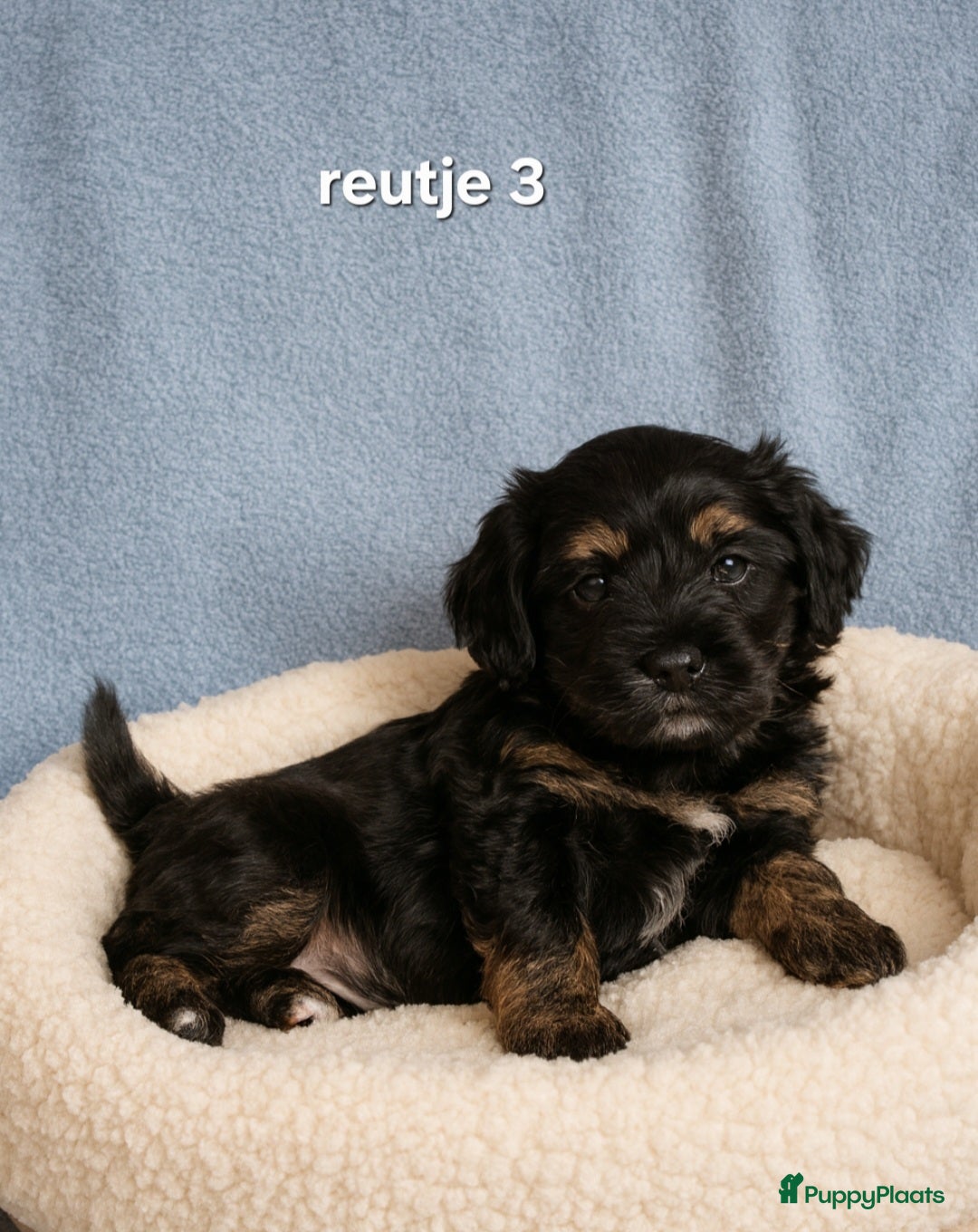 Kruising honden te koop: Mooie gezonde boomer pups.Maltezer maal Shih tzu  - Advertentie 6
