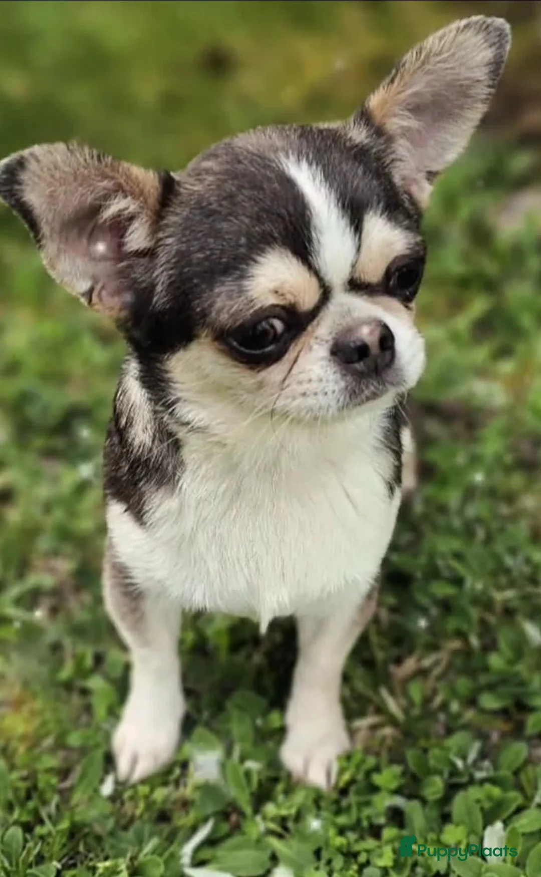 Chihuahua honden te koop: Blauw husky reu - Advertentie 2