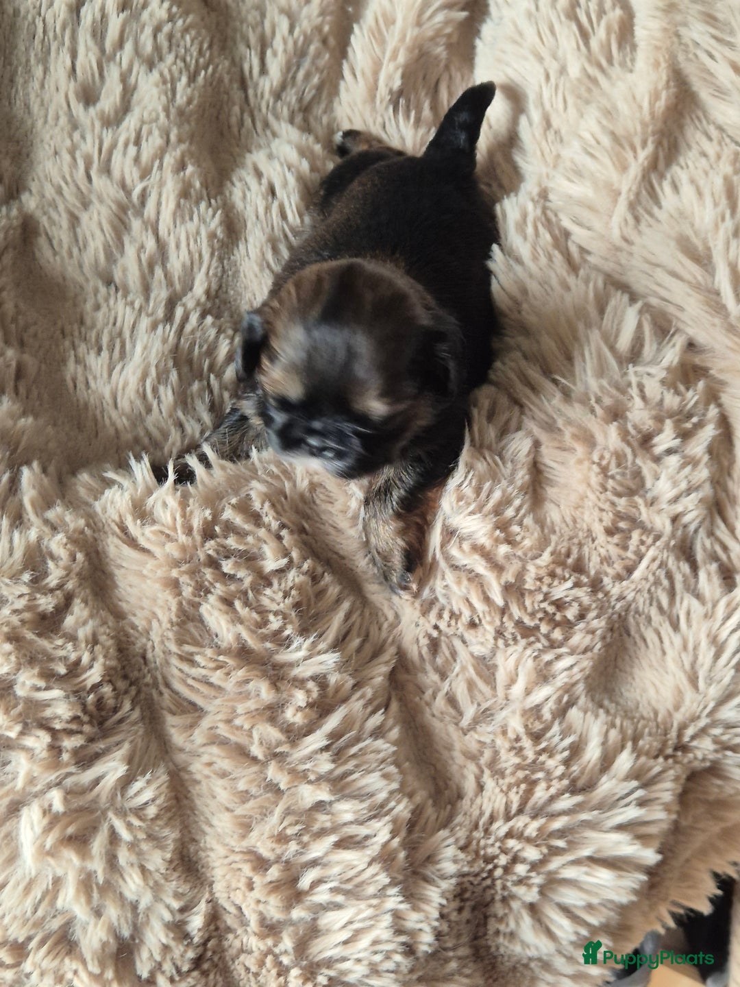 Shih Tzu honden te koop: Shih tzu pups  in Espel - Afbeelding 9