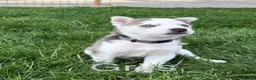 Kruising honden te koop: Husky pups - Advertentie 10