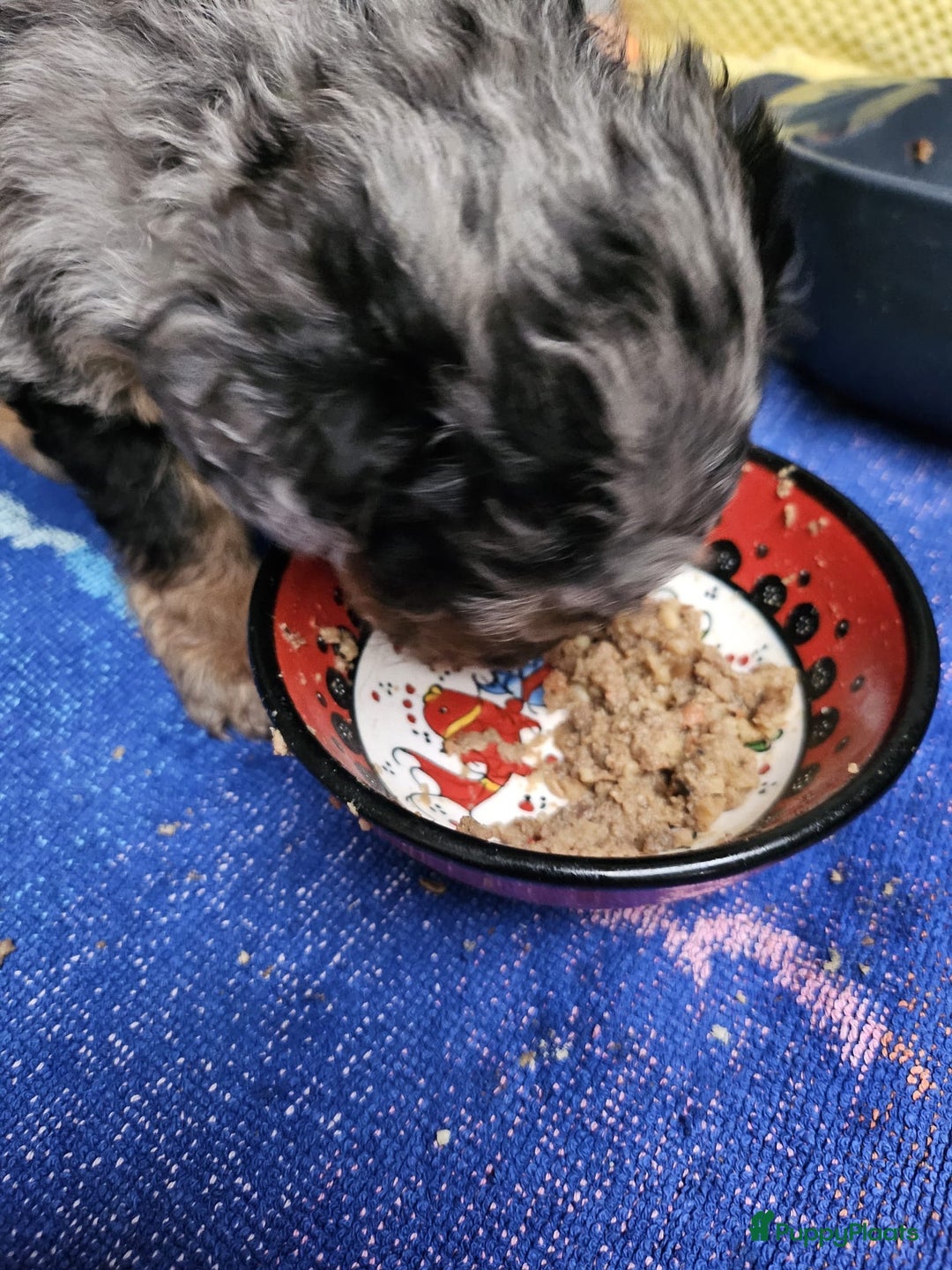 Labradoodle honden te koop: Knuffelhondjes - Afbeelding 10