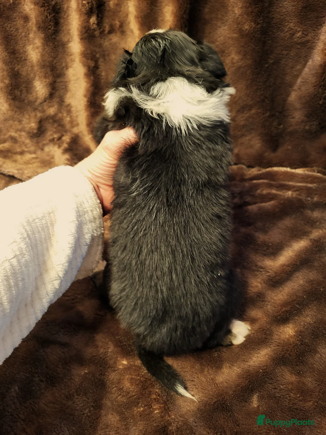 Australian Shepherd honden te koop: Aiustralian Shepherd teefje met FCI Stamboom - Advertentie 9