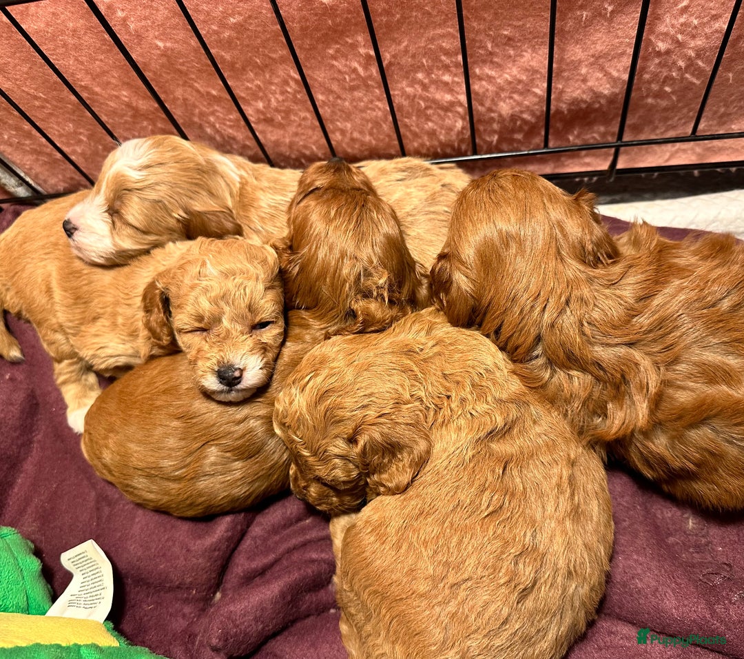 Maltipoo honden te koop: MALTIPOO pups te reserveren bijna 5 weken oud - Advertentie 13