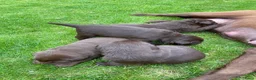Labrador Retriever honden te koop: Zeer mooie donkerbruine labrador pups - Advertentie 6