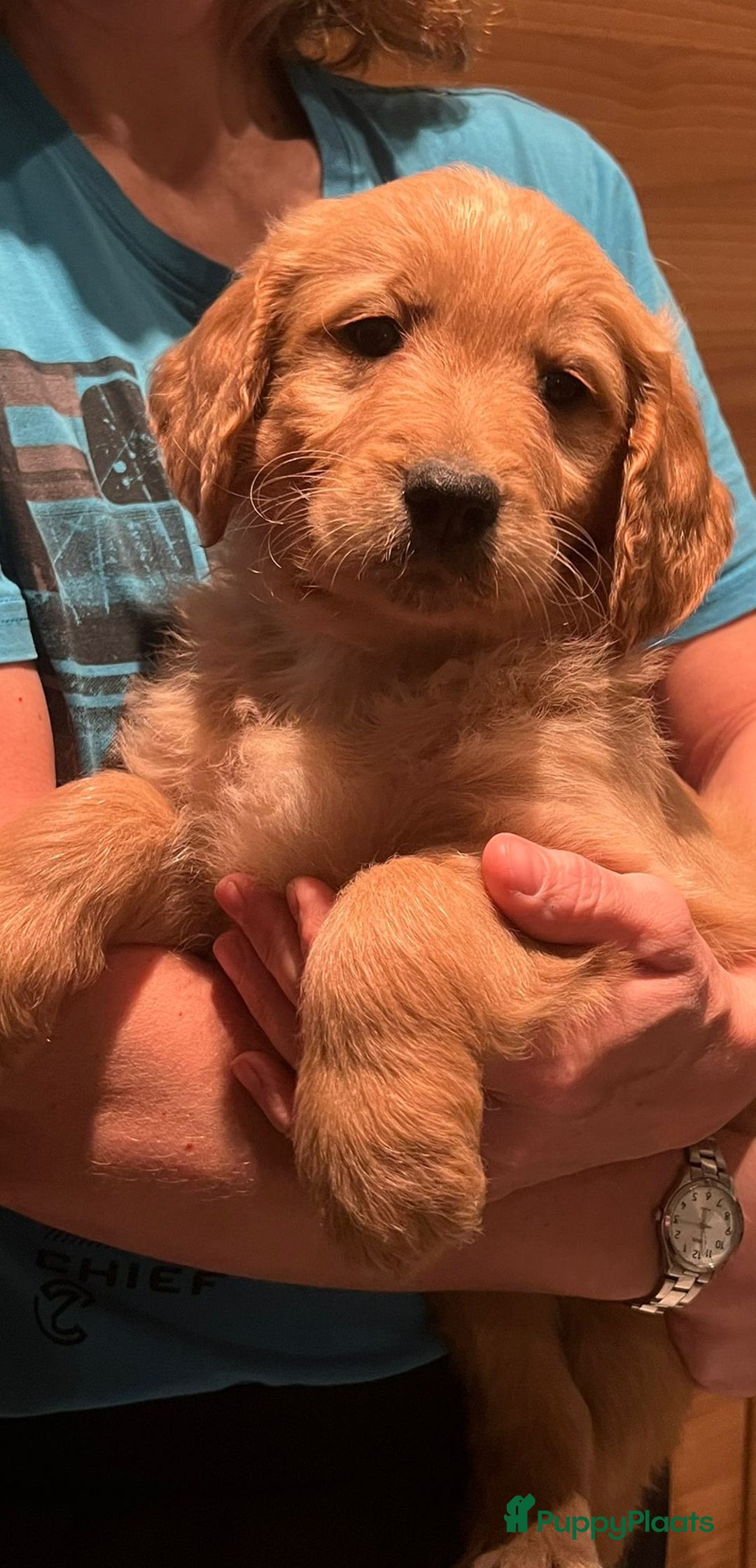 Goldendoodle honden te koop: Lieve Golden Doodle teefjes  - Advertentie 14