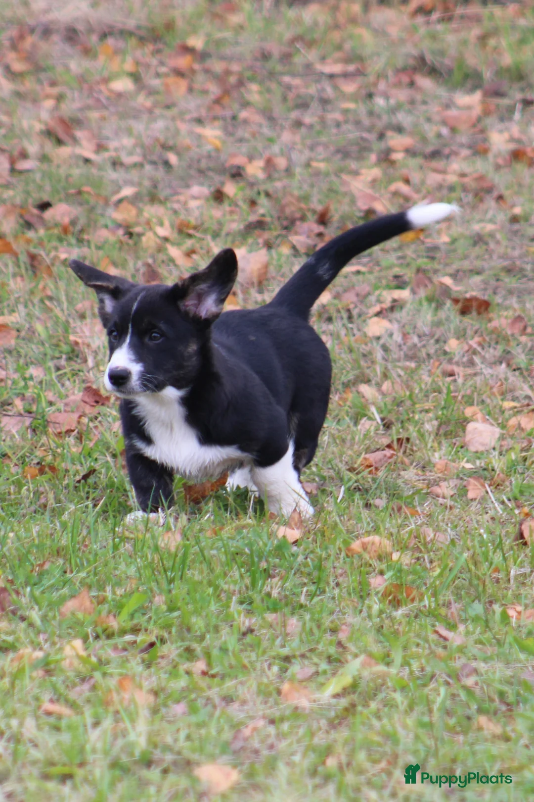 Welsh Corgi Cardigan honden te koop: Welsh corgi cardigan out of beautiful connection - Advertentie 13
