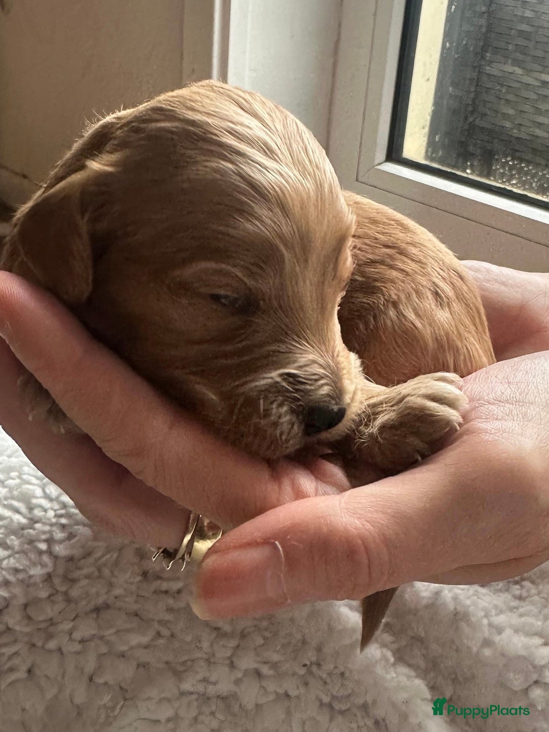Labradoodle honden te koop: ✨ Liefdevol opgegroeide pups enkele te reserveren - Advertentie 6