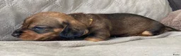 Ruwhaar Teckel honden te koop: Prachtige Standaard Ruwhaar Teckelpuppy’s ,  - Advertentie 9