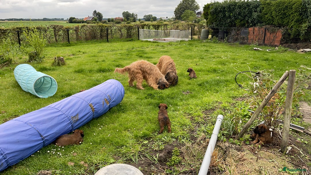 Briard honden te koop: Briardpups - Advertentie 9