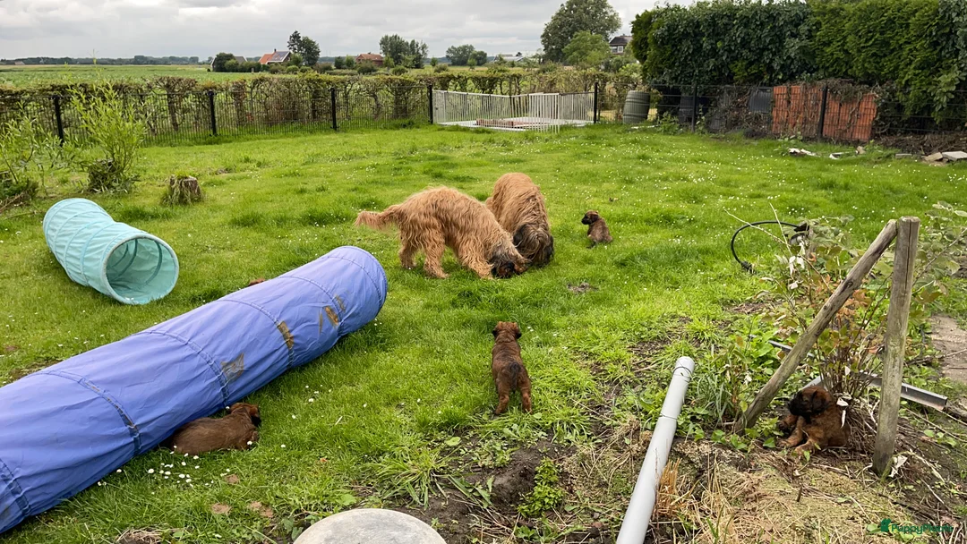 Briard honden te koop: Briardpups - Advertentie 9