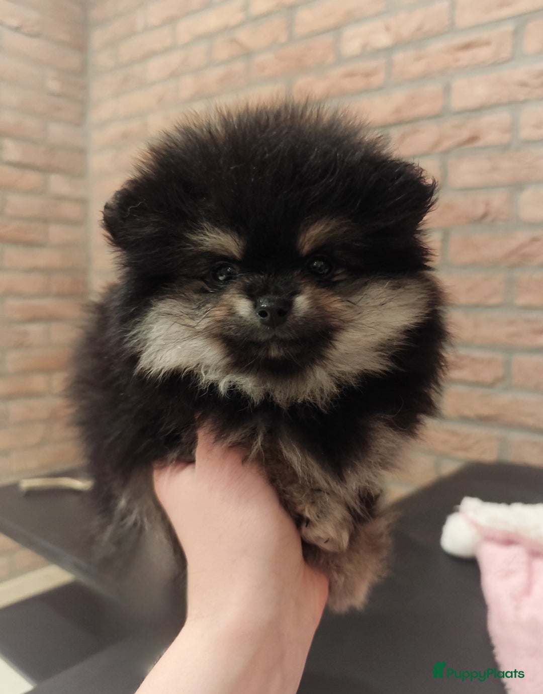 Pomeriaan honden te koop: Nog twee super schattige knappe pomeranian puppys - Advertentie 4