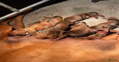 Rhodesian Ridgeback honden - Advertentie 15