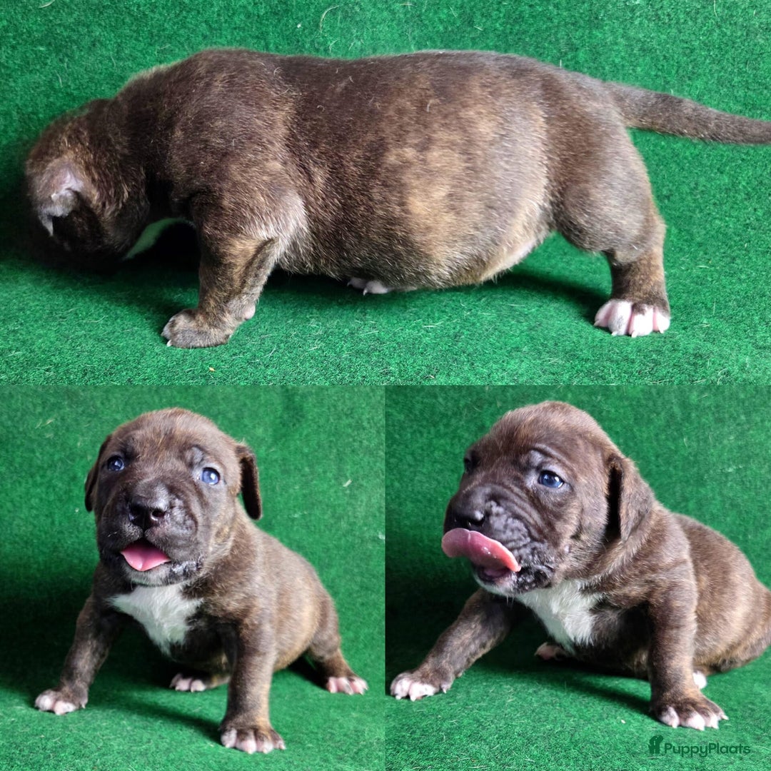 Amerikaanse Bully honden te koop: ABKC XL Meets DBKC XXl - Advertentie 9