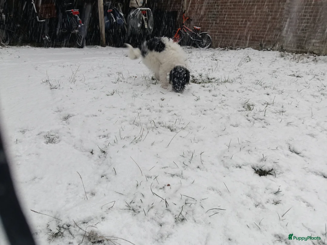 Kruising honden te koop: Maltipoo pup - Advertentie 10