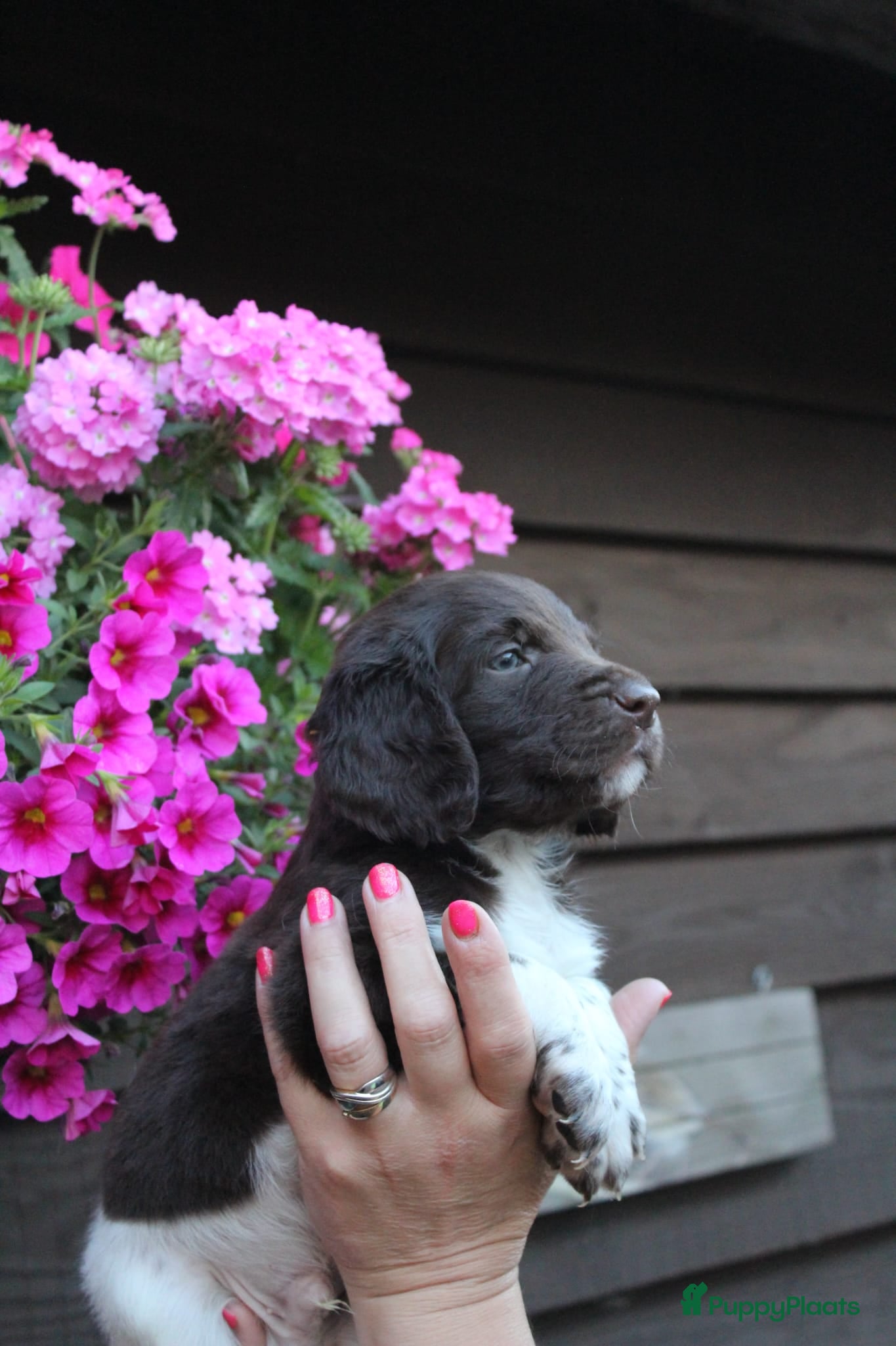 Heidewachtel honden te koop: Heidewachtel pups, nog 1 reutje beschikbaar - Advertentie 3