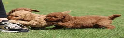 Cockapoo honden te koop: Cockapoo pups - Advertentie 6