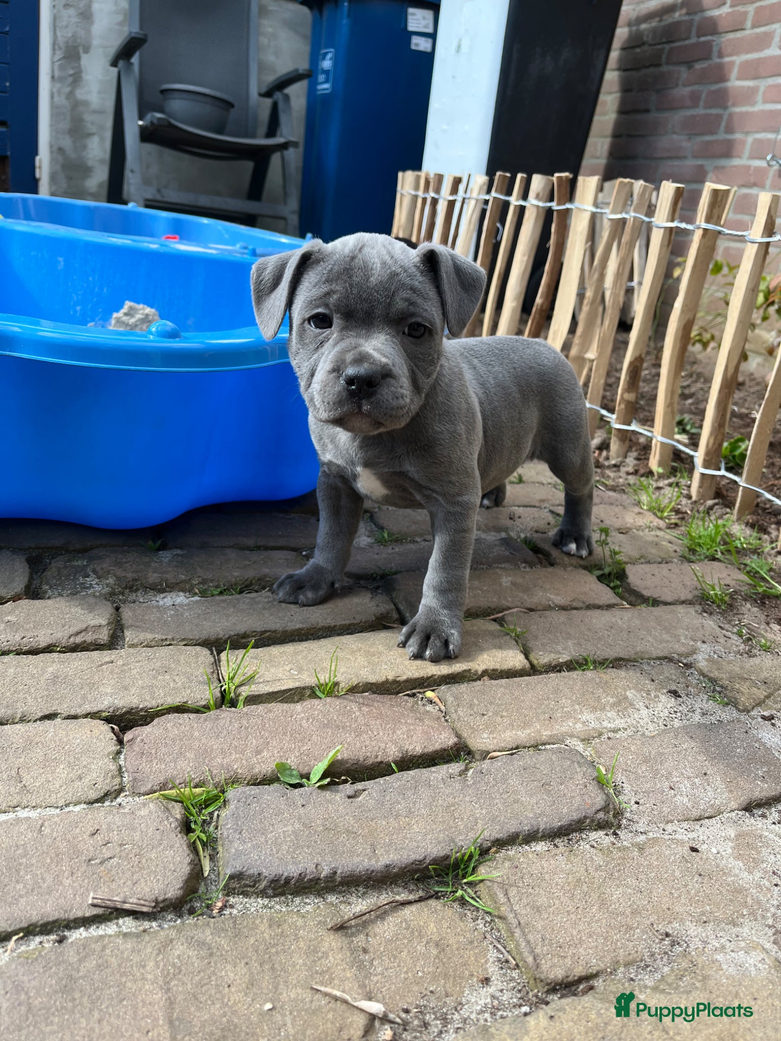 Engelse Stafford honden Engelse Stafford pups met FCI stamboom - Advertentie 3