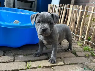 Engelse Stafford honden Engelse Stafford pups met FCI stamboom - Advertentie 3