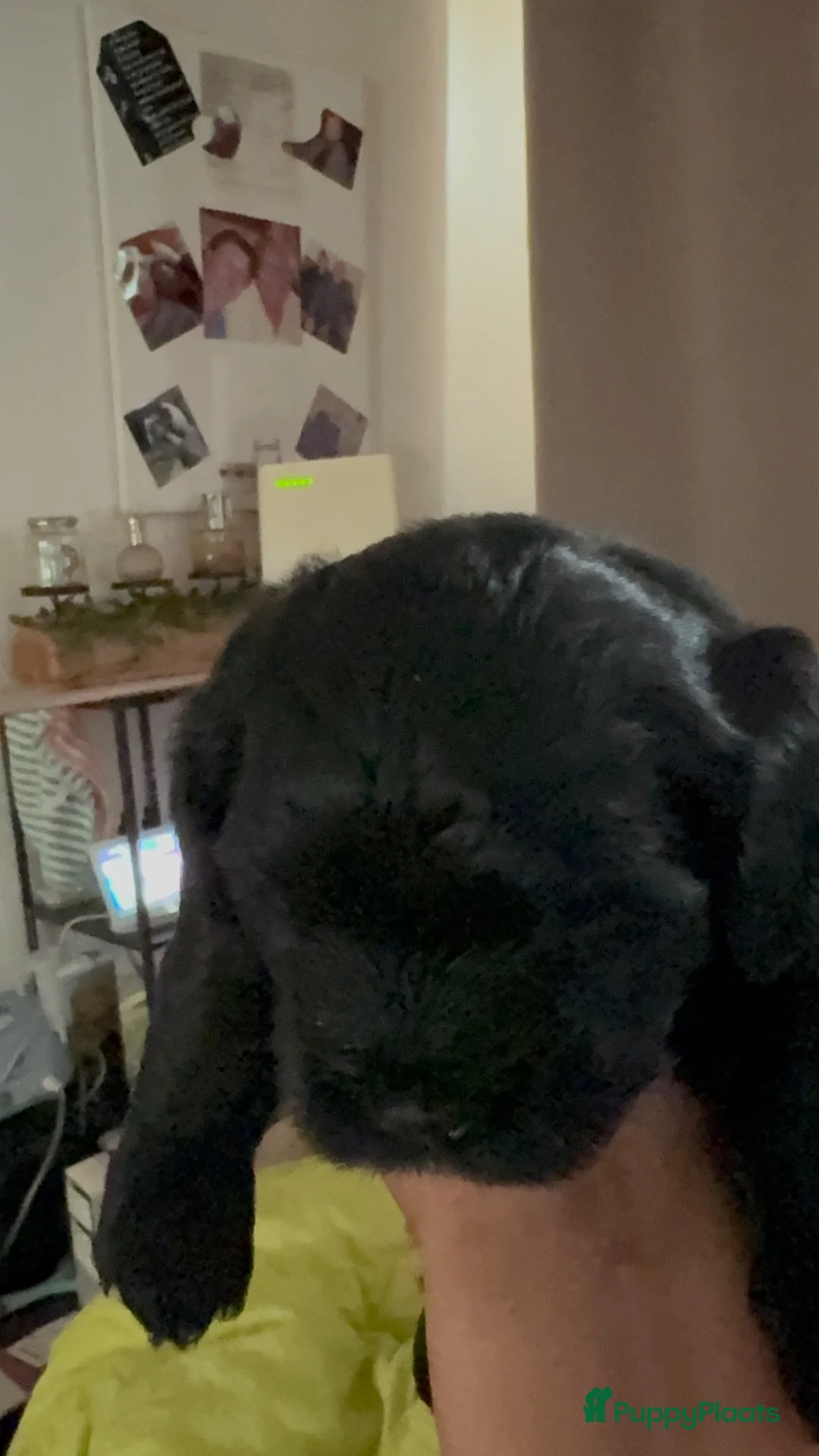 Maltipoo honden te koop: Lieve maltipoo puppy’s  in Krimpen aan den IJssel - Advertentie 6