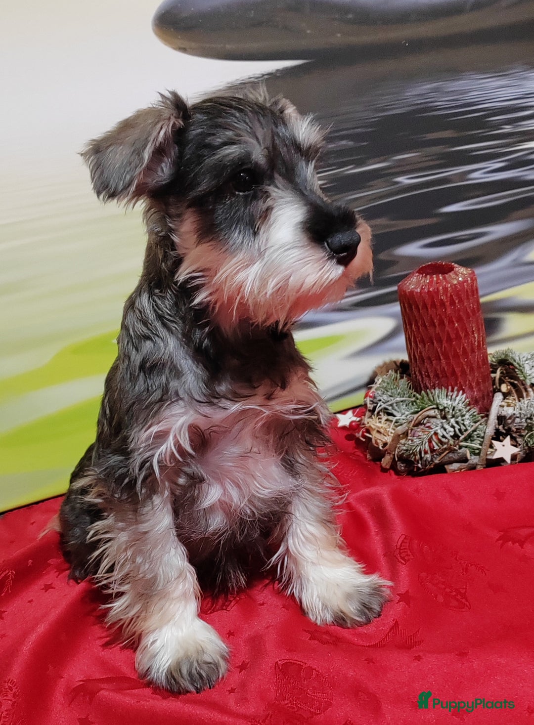 Dwergschnauzer honden te koop: Dwergschnauzer pups - Advertentie 5