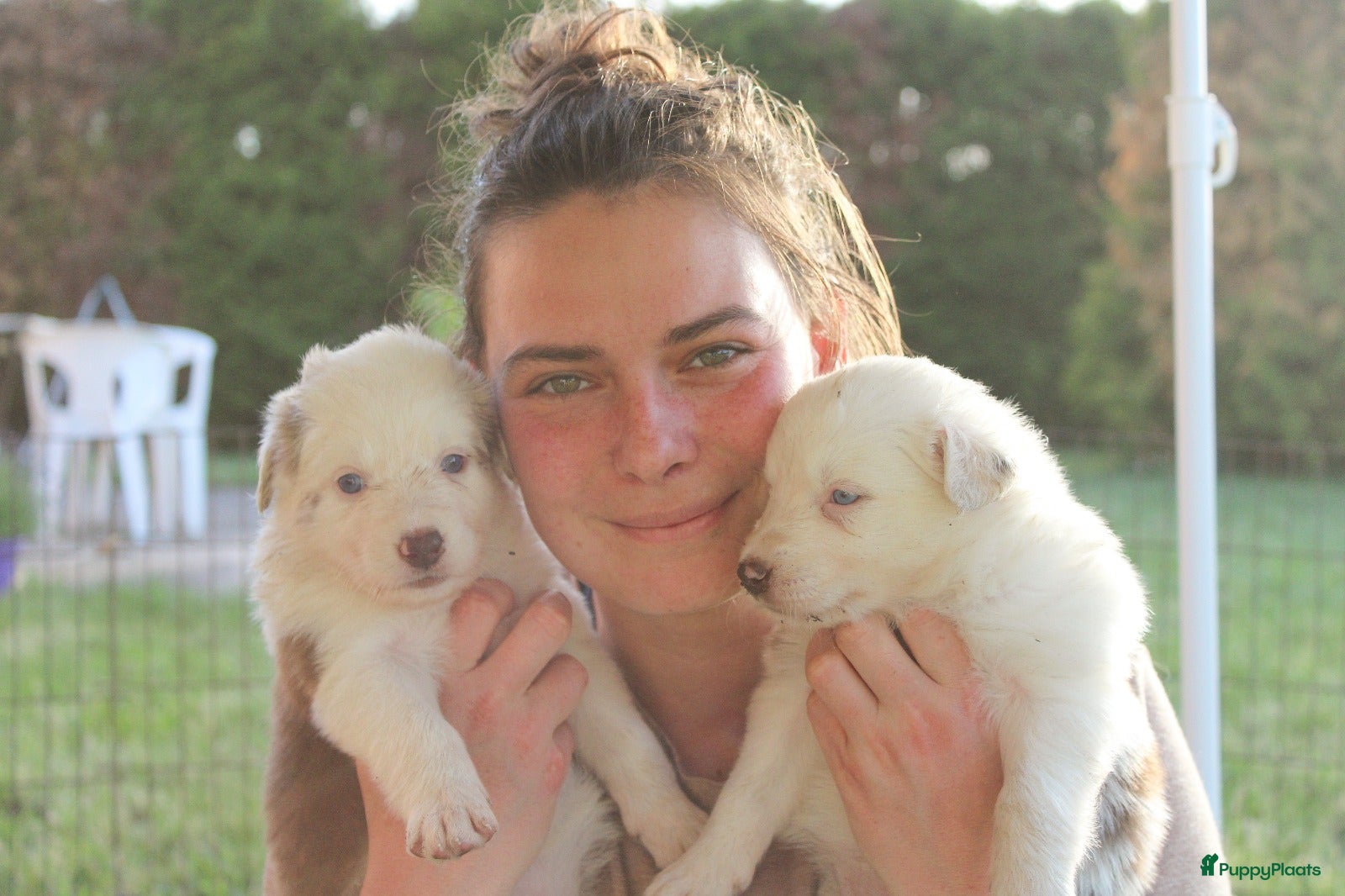 Border Collie honden te koop: Mooie speciale lieve Merle puppies - Advertentie 29
